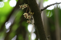 Theobroma cacao